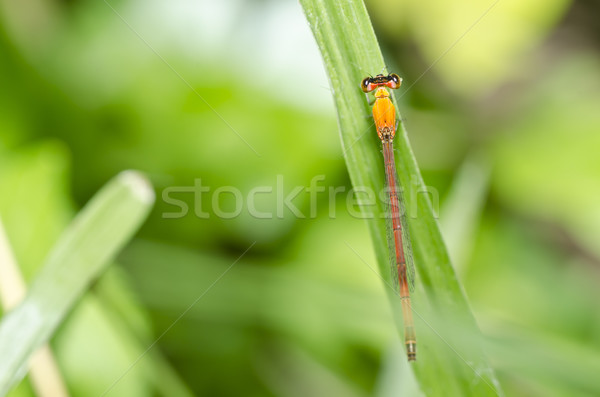 red dragonfly in green nature Stock photo © sweetcrisis