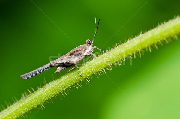 grasshopper in green nature Stock photo © sweetcrisis