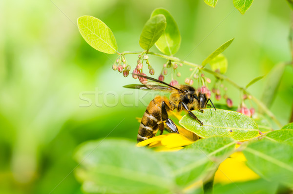 bee macro in green nature  Stock photo © sweetcrisis