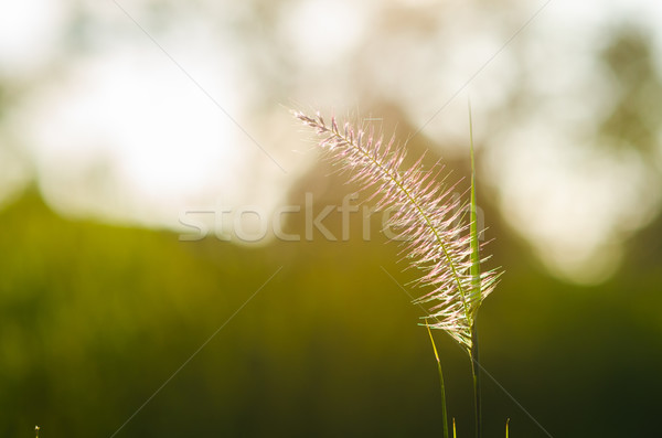 Bloem onkruid groene natuur liefde gras Stockfoto © sweetcrisis
