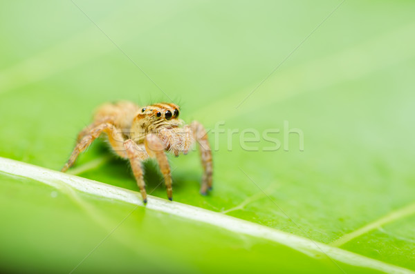 Spider in green nature background Stock photo © sweetcrisis