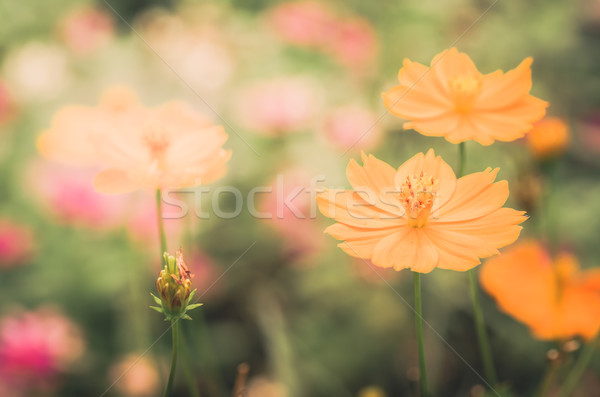 Cosmos sulphureus flower vintage Stock photo © sweetcrisis