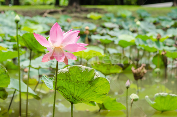 Lotus or Water lily flower Stock photo © sweetcrisis