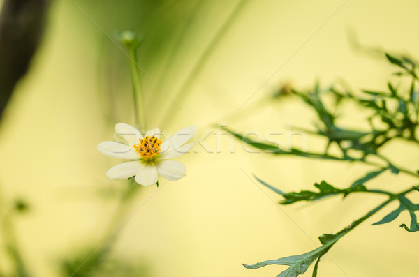 White daisy or Leucanthemum vulgare Stock photo © sweetcrisis