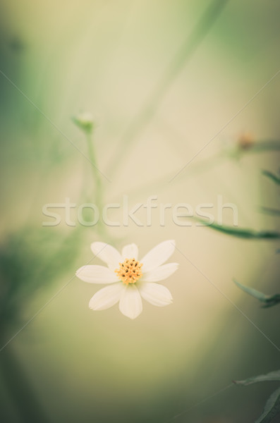 White daisy or Leucanthemum vulgare Stock photo © sweetcrisis