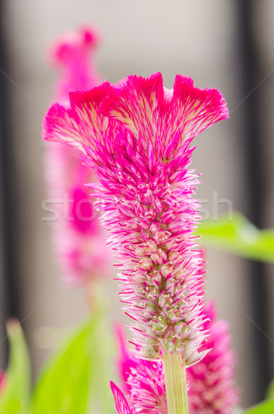 Celosia or Wool flowers or Cockscomb flower Stock photo © sweetcrisis