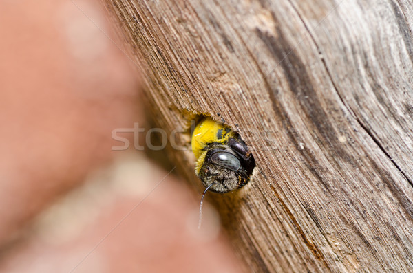Carpenter bee in the nature Stock photo © sweetcrisis