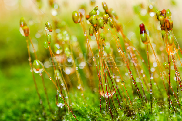 Fresh moss macro in green nature Stock photo © sweetcrisis