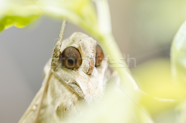 Moth in the nature Stock photo © sweetcrisis