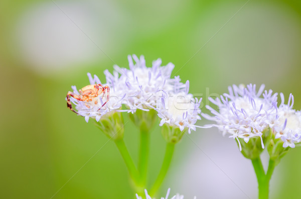 Crab spider in green nature Stock photo © sweetcrisis