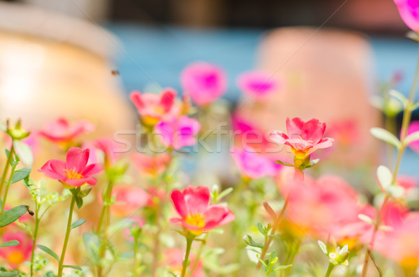 商業照片: 小 · 庭園 · 性質 · 花園 · 美女 · 植物