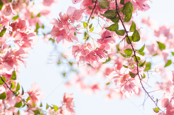 Papier bloemen tuin natuur park voorjaar Stockfoto © sweetcrisis