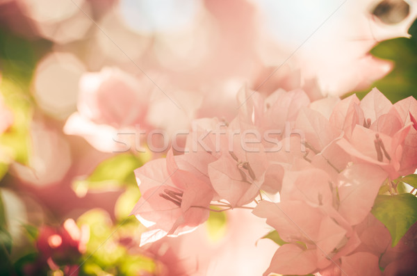 Papier fleurs vintage jardin nature parc [[stock_photo]] © sweetcrisis