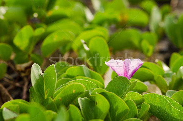Matin gloire fleurs famille nature jardin Photo stock © sweetcrisis