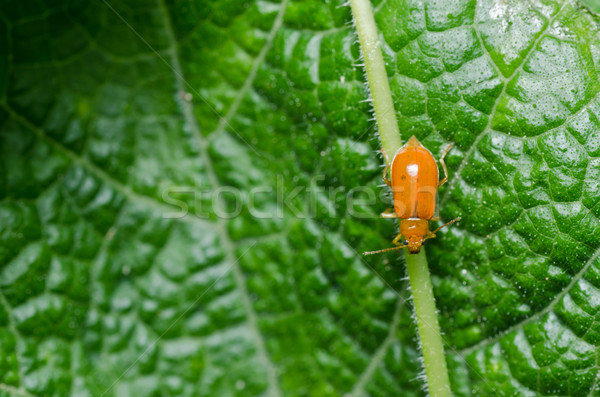 橙 甲蟲 綠色 性質 花園 春天 商業照片 © sweetcrisis