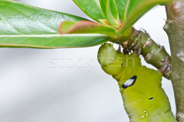 Foto stock: Verme · verde · natureza · jardim · comida · abelha