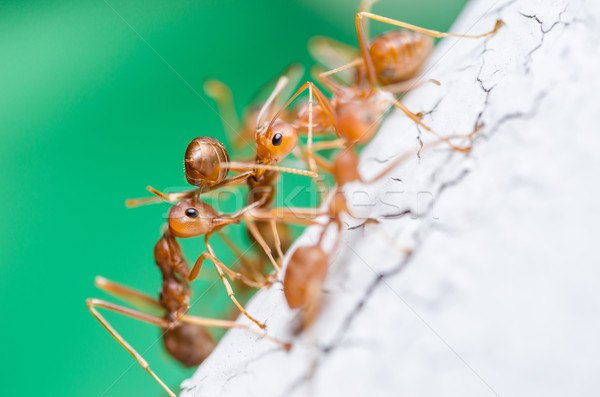 Red ants on the wall Stock photo © sweetcrisis