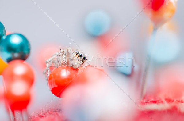 Spider colorato macro shot paura horror Foto d'archivio © sweetcrisis