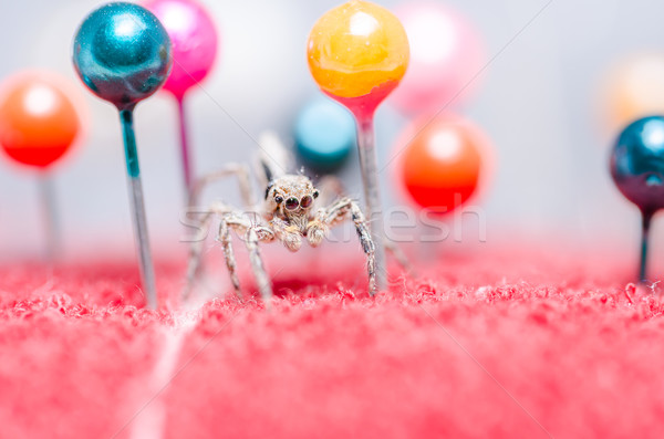Spinne farbenreich Makro erschossen Angst Entsetzen Stock foto © sweetcrisis