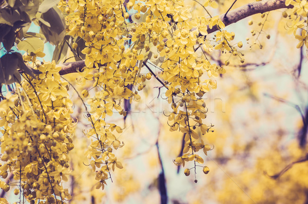 Gouden douche bloem vintage bloementuin natuur Stockfoto © sweetcrisis