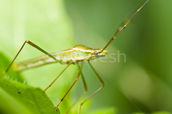 daddy-long-legs in green nature Stock photo © sweetcrisis