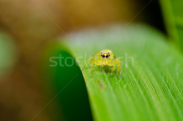 Foto stock: Saltando · aranha · verde · natureza · jardim · primavera