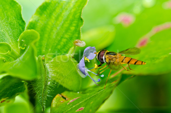 Foto stock: Fruto · arquivos · flor · verde · natureza · jardim