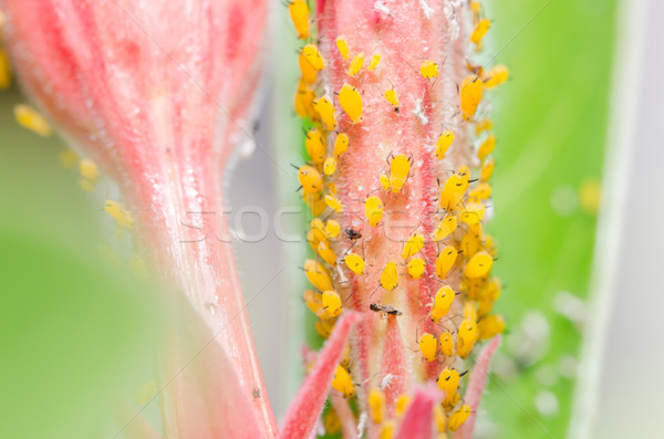 Aphids on the flower Stock photo © sweetcrisis