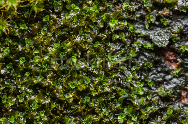 Grass moss and water drops Stock photo © sweetcrisis