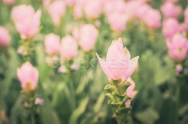 Curcuma alismatifolia or Siam tulip or Summer tulip vintage Stock photo © sweetcrisis