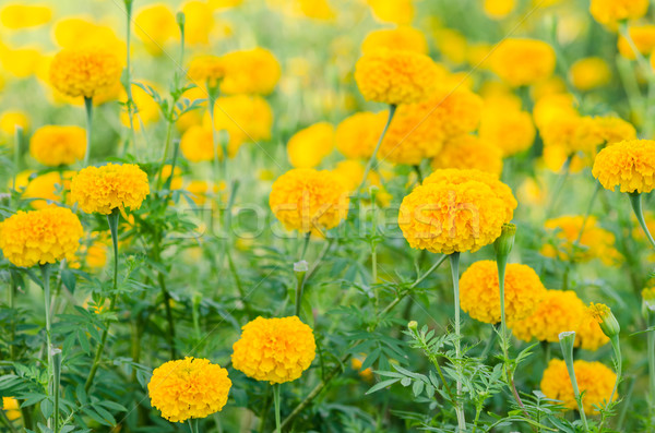 Fleur nature jardin tête usine Asie [[stock_photo]] © sweetcrisis