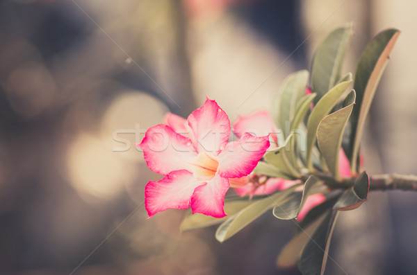 çöl gül zambak açelya çiçek bağbozumu Stok fotoğraf © sweetcrisis