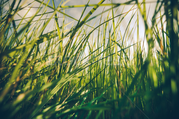 Green grass background vintage Stock photo © sweetcrisis