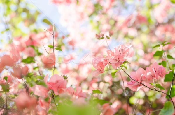 紙 花卉 花園 性質 公園 春天 商業照片 © sweetcrisis