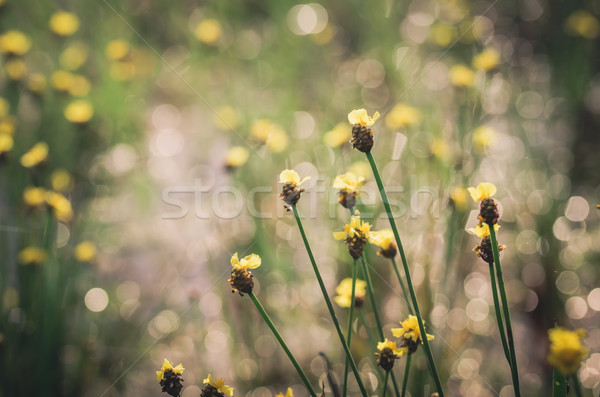 Xyris yellow flowers vintage Stock photo © sweetcrisis