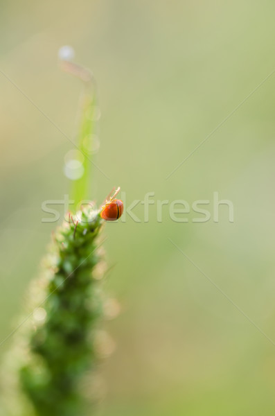 Pequeño mariquita planta naturaleza macro Foto stock © sweetcrisis