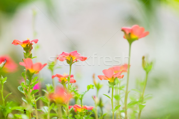 Common Purslane or Verdolaga or Pigweed or Little Hogweed or Pus Stock photo © sweetcrisis