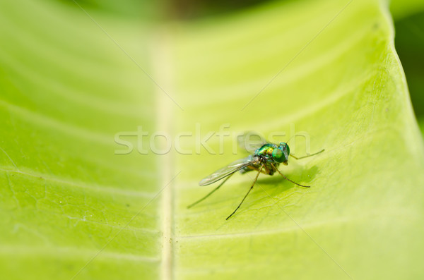 [[stock_photo]]: Longues · jambes · volée · vert · nature · ville · maison