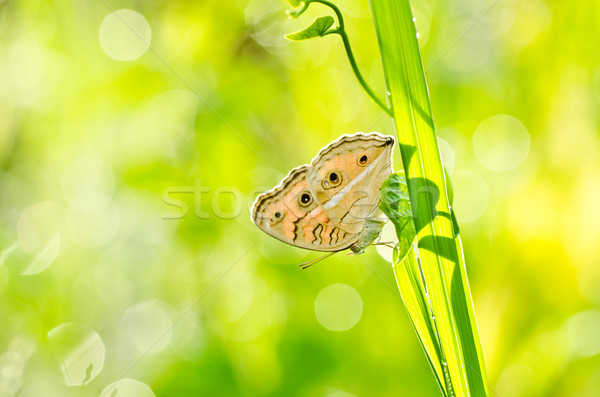 蝴蝶 绿色 花园 春天 黑色 / butterfly in
