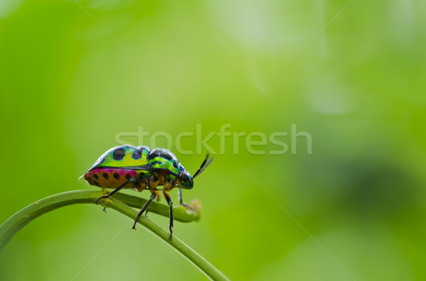 Juwel Käfer grünen Natur Garten Schönheit Stock foto © sweetcrisis