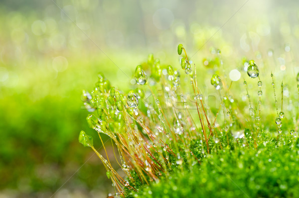 Friss moha vízcseppek zöld természet öreg Stock fotó © sweetcrisis