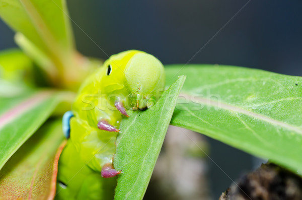 Foto stock: Gusano · verde · naturaleza · jardín · alimentos · abeja