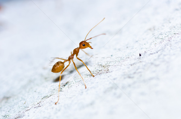 Rood mier groene natuur tuin Stockfoto © sweetcrisis