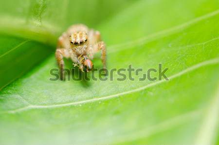 Springen Spinne grünen Natur Garten Frühling Stock foto © sweetcrisis