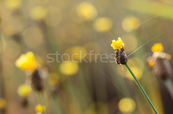 Flores amarillas planta naturaleza jardín fondo hermosa Foto stock © sweetcrisis