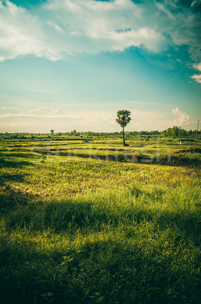 Rice field Stock photo © sweetcrisis