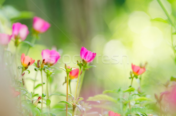 Kicsi virágoskert természet kert szépség növény Stock fotó © sweetcrisis