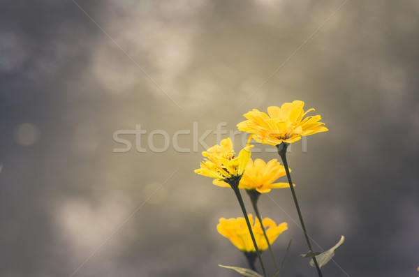 Cosmos sulphureus flower vintage Stock photo © sweetcrisis