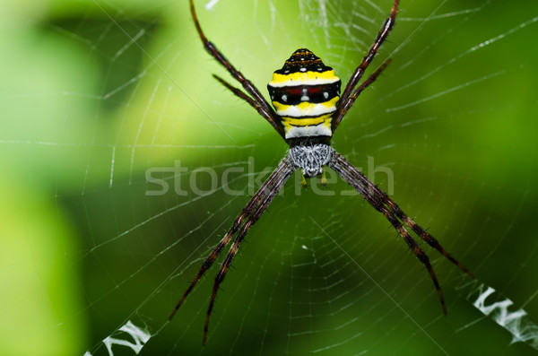 Spinne Natur Garten Frühling Sommer Beine Stock foto © sweetcrisis