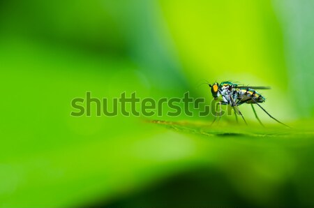Mosquitos naturaleza ciudad tropicales femenino Foto stock © sweetcrisis